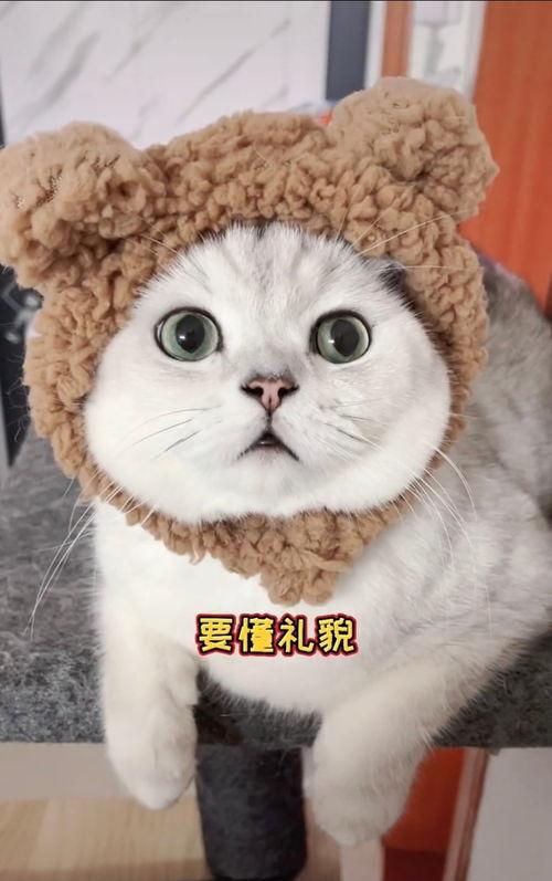 有网友爆料小猫咪视频,萌宠小猫咪视频，萌态可掬萌翻网友